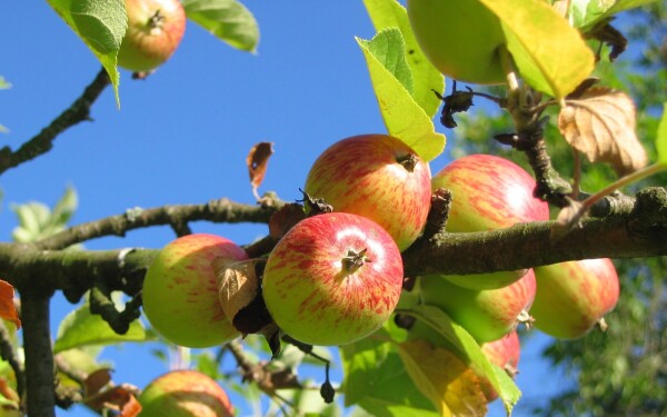 Appelboom zonder verwachting