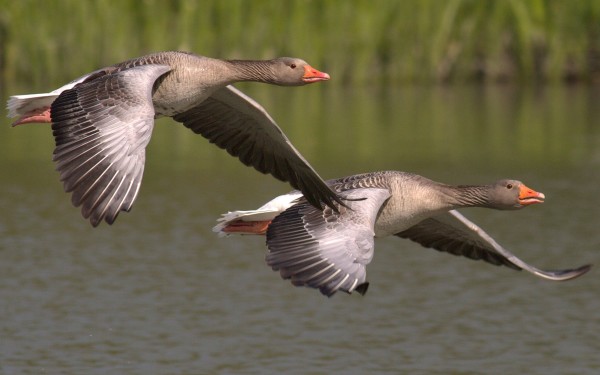 Goose Highway