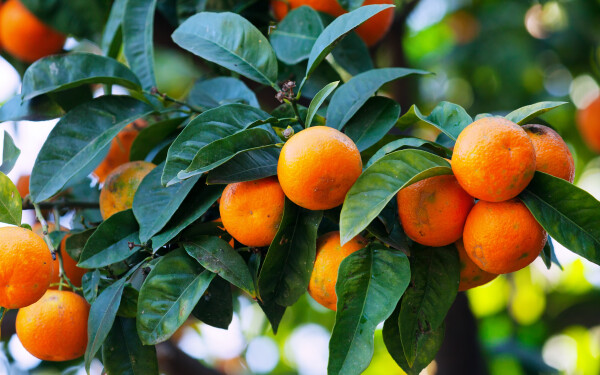 Peren met mandarijnen vergelijken